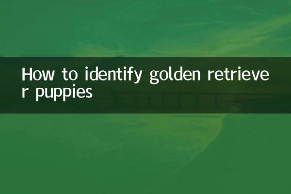 How to identify golden retriever puppies