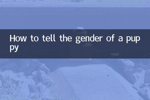 小狗怎麼看性別
