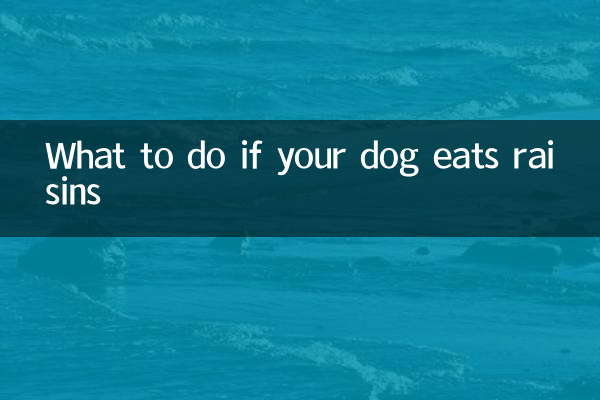 What to do if your dog eats raisins