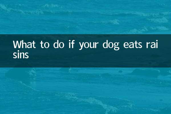 What to do if your dog eats raisins