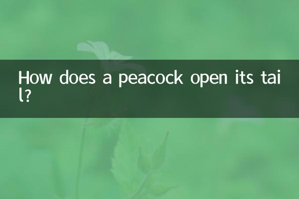 孔雀怎么样开屏