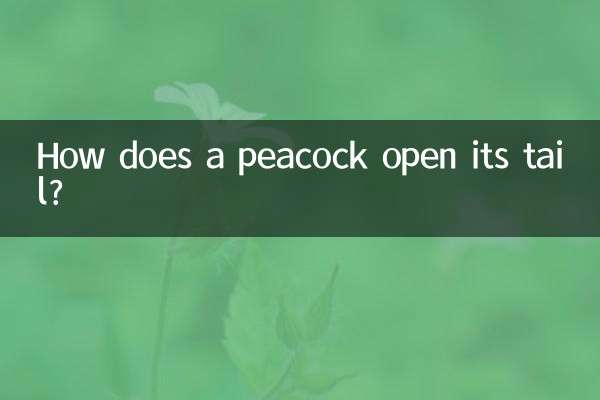 मोर अपनी पूँछ कैसे खोलता है?