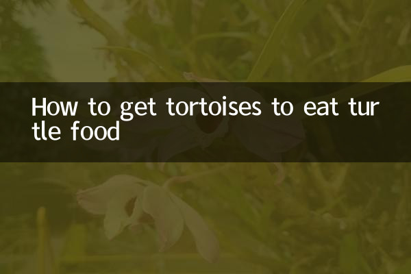 چگونه لاک پشت ها را وادار به خوردن غذای لاک پشت کنیم؟