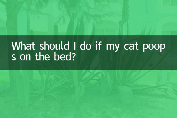 ماذا علي أن أفعل إذا كانت قطتي تتبرز على السرير؟