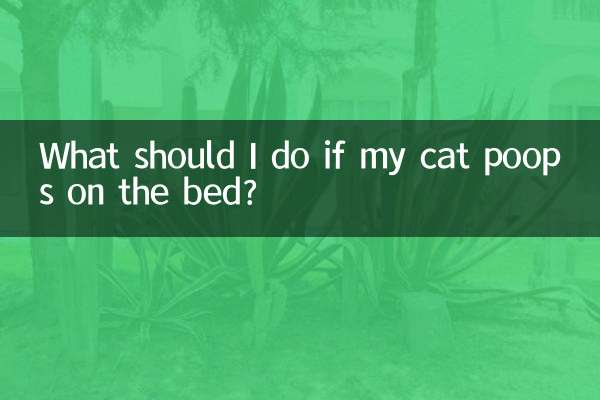 ماذا علي أن أفعل إذا كانت قطتي تتبرز على السرير؟