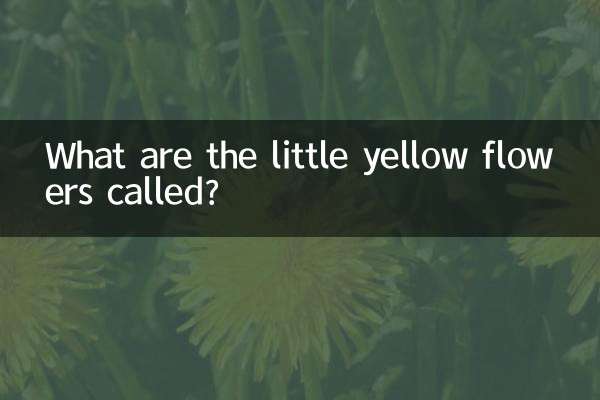 What are the little yellow flowers called?