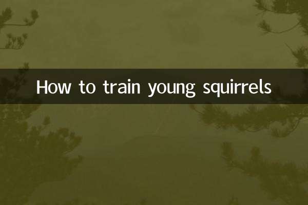 幼松鼠怎麼訓練