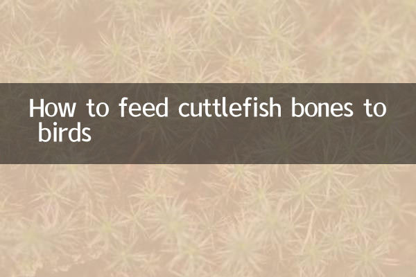 イカの骨を鳥に与える方法