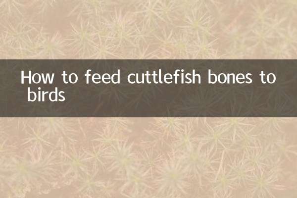 イカの骨を鳥に与える方法