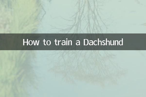 怎么训练腊肠犬