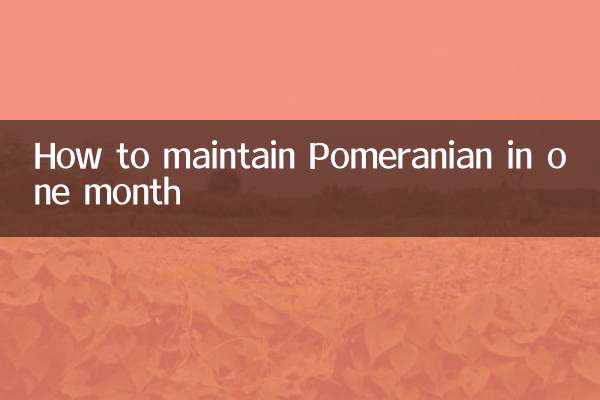 কিভাবে এক মাসে পোমেরানিয়ান বজায় রাখা যায়