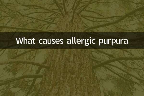 Was verursacht allergische Purpura?