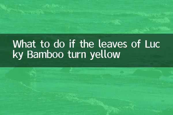 O que fazer se as folhas do Lucky Bamboo ficarem amarelas