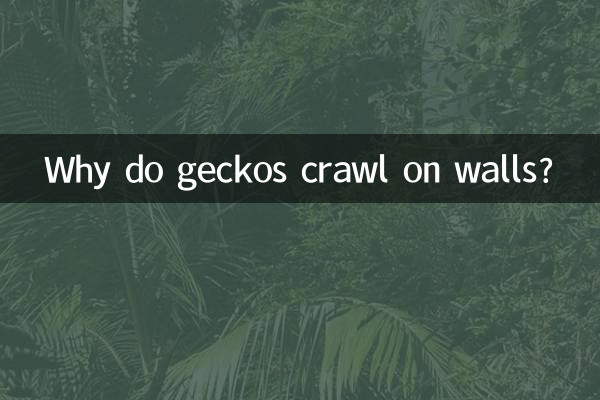 گیکوس دیواروں پر کیوں رینگتے ہیں؟
