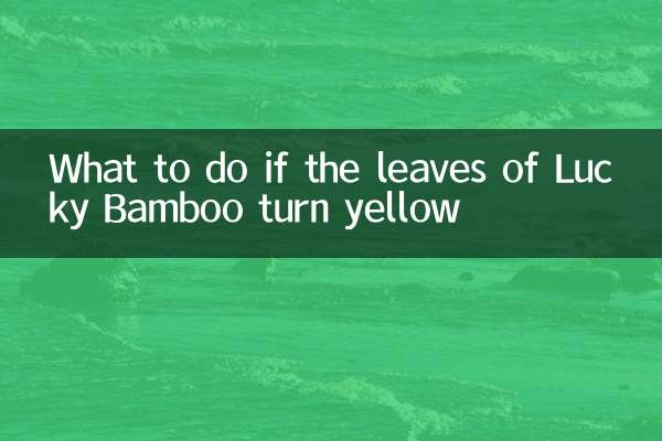 লাকি বাঁশের পাতা হলুদ হয়ে গেলে কী করবেন?