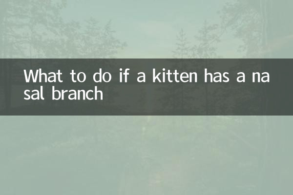 اگر یک بچه گربه شاخه بینی دارد چه باید کرد؟