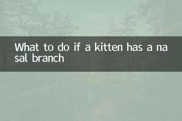 小猫鼻支怎么办