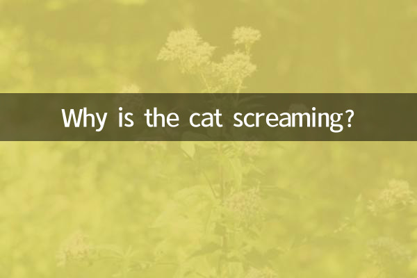 猫はなぜ鳴いているのですか?