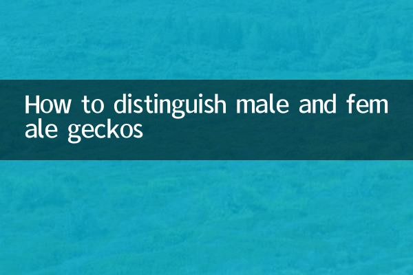 How to distinguish male and female geckos