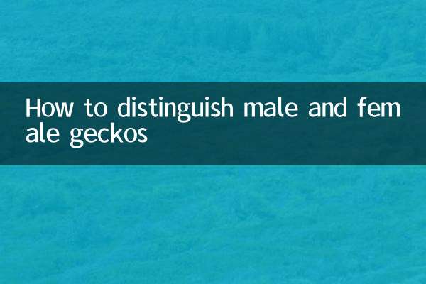 How to distinguish male and female geckos