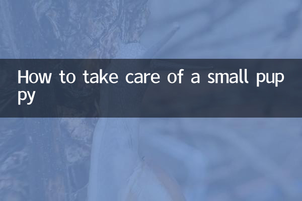 How to take care of a small puppy