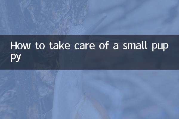 How to take care of a small puppy