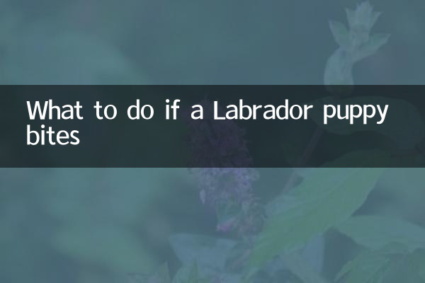 Что делать, если укусил щенок лабрадора
