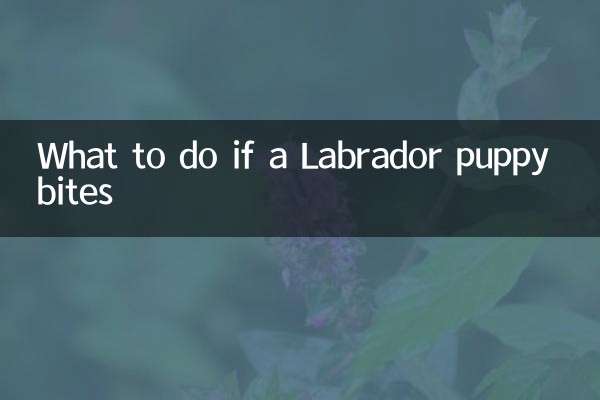 Что делать, если укусил щенок лабрадора