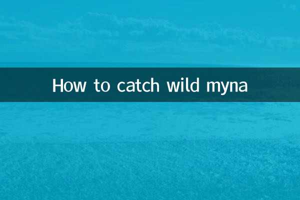 How to catch wild myna