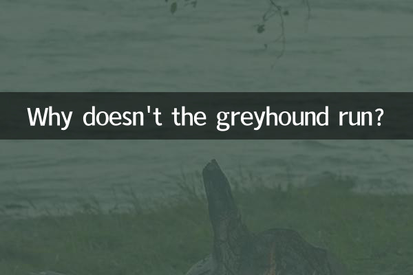 Por que o galgo não corre?