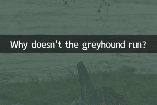 Por que o galgo não corre?
