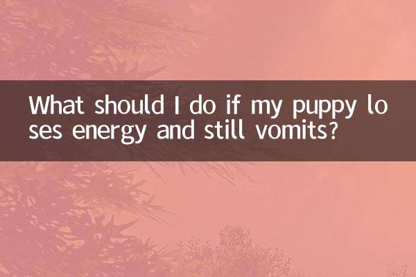 O que devo fazer se meu cachorro perder energia e ainda vomitar?