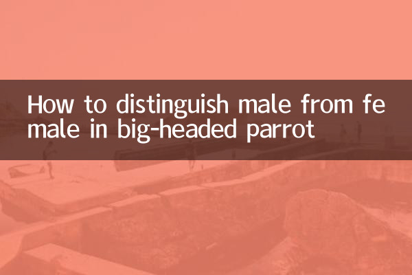 Wie unterscheidet man Männchen vom Weibchen bei Großkopfpapageien?