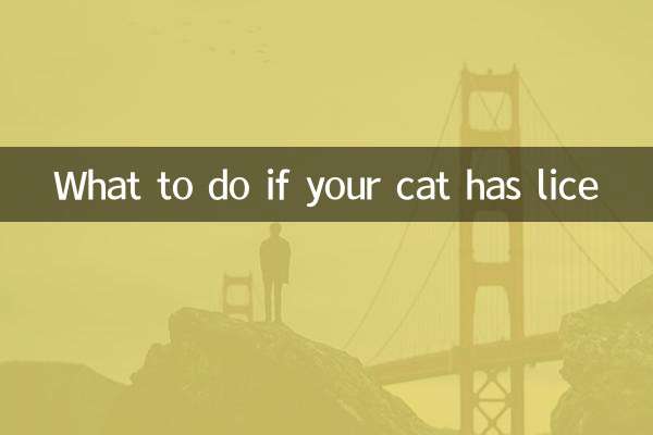 Что делать, если у вашей кошки вши