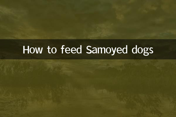 Como alimentar cães Samoiedos