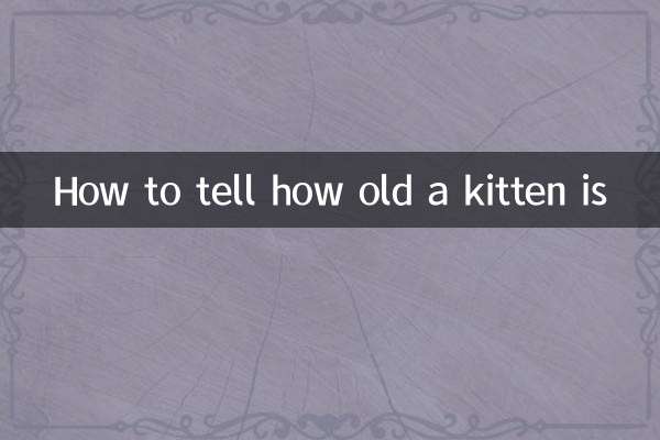 子猫の年齢を知る方法