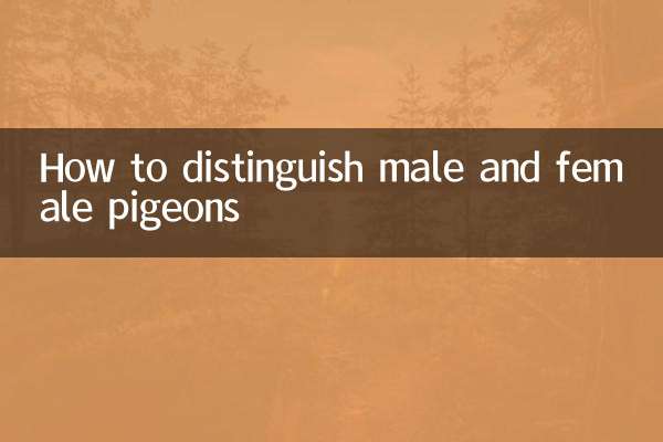 How to distinguish male and female pigeons
