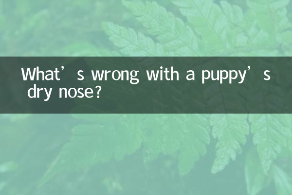 Was ist falsch an der trockenen Nase eines Welpen?