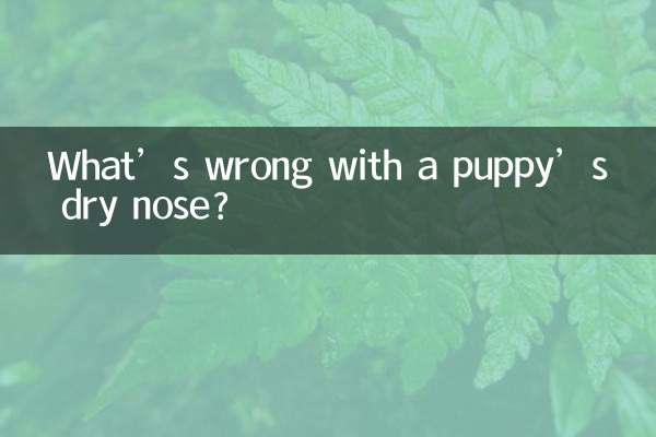 子犬の鼻が乾燥すると何が問題になるのでしょうか？