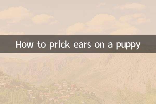 Wie man einem Welpen die Ohren spitzt