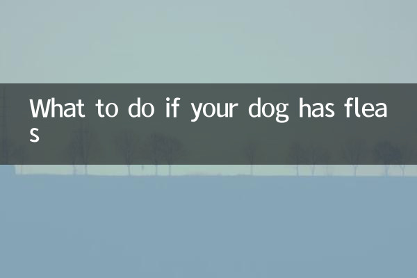 What to do if your dog has fleas