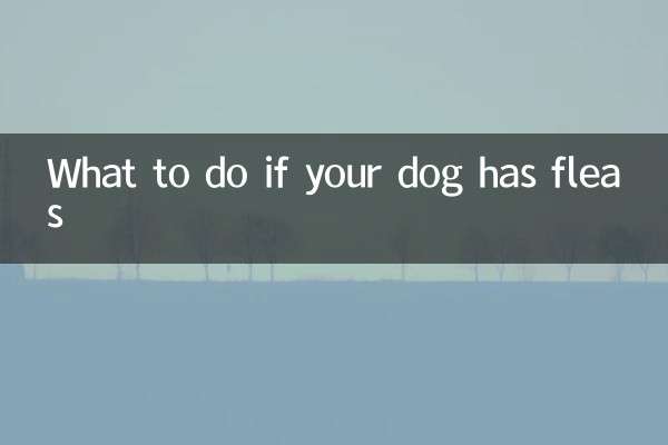 What to do if your dog has fleas
