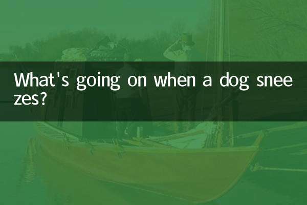 Was passiert, wenn ein Hund niest?