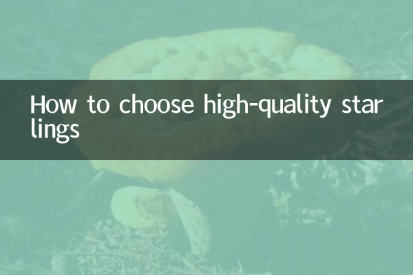 怎麼挑選精品八哥