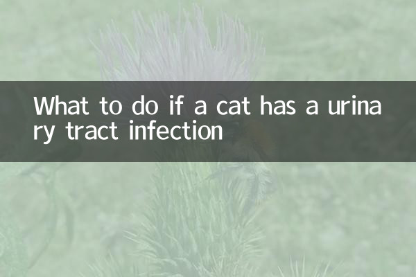 বিড়ালের মূত্রনালীর সংক্রমণ হলে কী করবেন