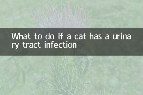 বিড়ালের মূত্রনালীর সংক্রমণ হলে কী করবেন