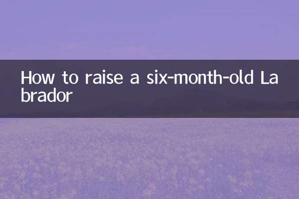 How to raise a six-month-old Labrador