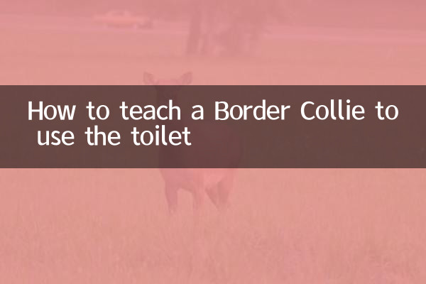 Comment apprendre à un Border Collie à utiliser les toilettes