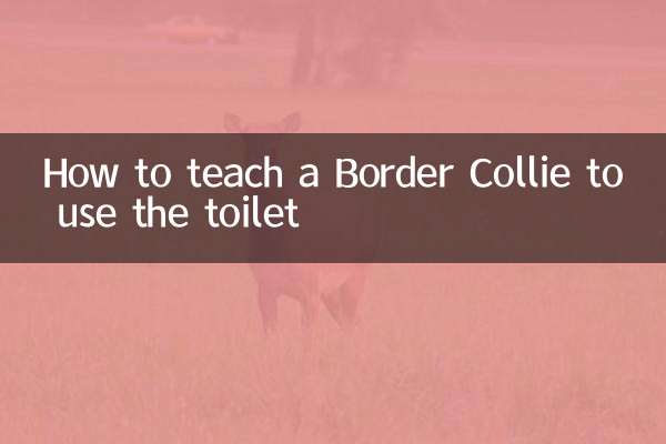 Comment apprendre à un Border Collie à utiliser les toilettes