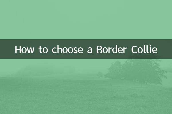 बॉर्डर कॉली कैसे चुनें